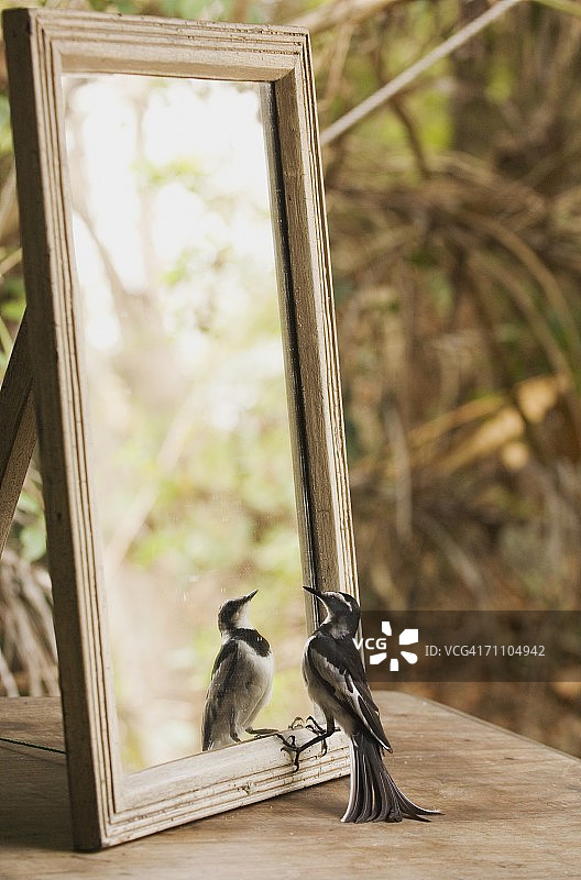 站在镜子前的非洲鹊鹞图片素材