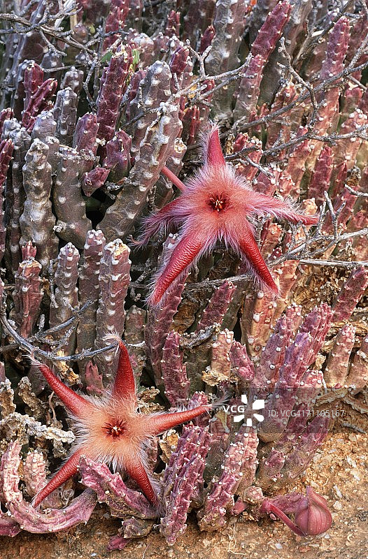 多年生多肉植物图片素材