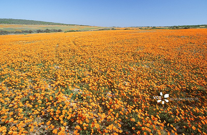 雏菊花田高角度景观图片素材