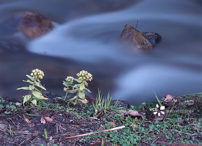蜂斗菜嫩芽图片素材