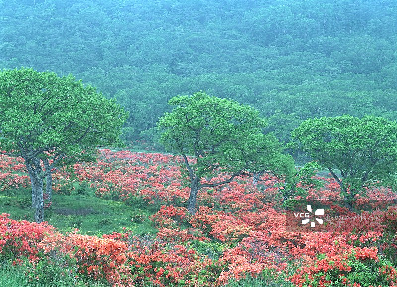 日本杜鹃花图片素材
