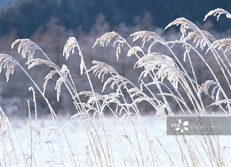 被雪覆盖的日本芒草图片素材