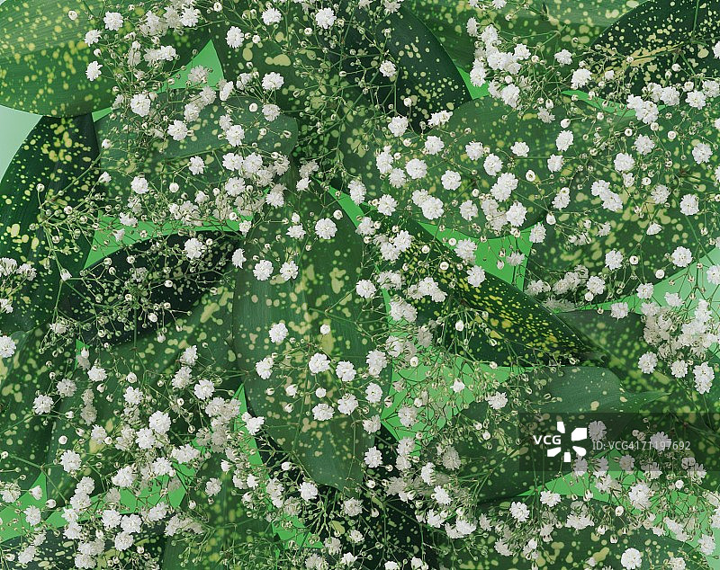 满天星与绿叶图片素材