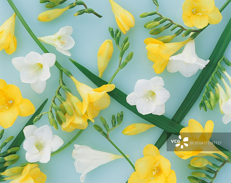 小苍兰图片素材