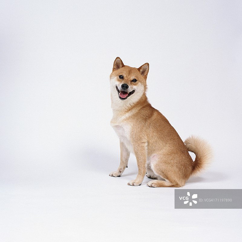 坐着的柴犬图片素材