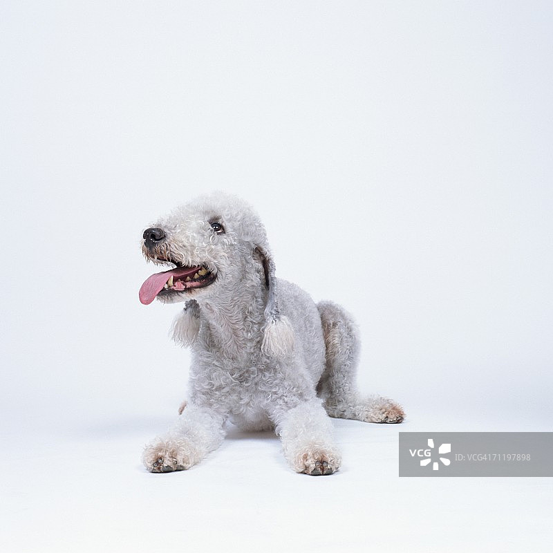 可爱的贝灵顿梗犬躺卧图片素材