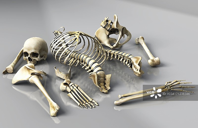 人体骨骼图片素材