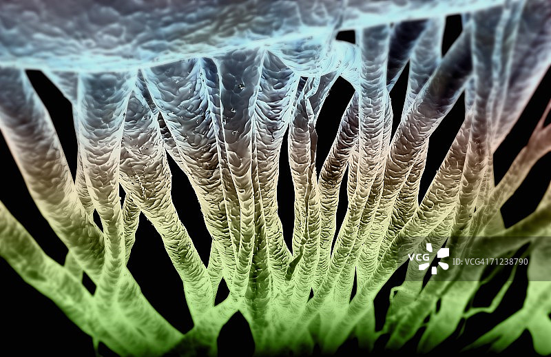 风格化的神经纤维图片图片素材