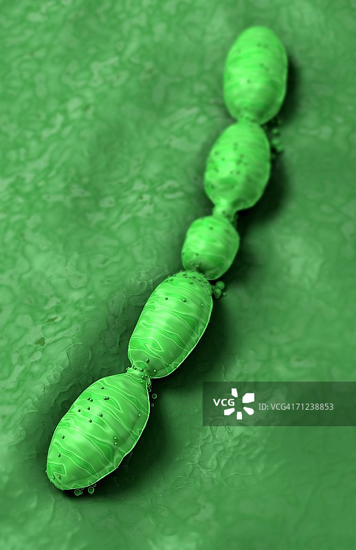 肺炎细菌放大概念图图片素材