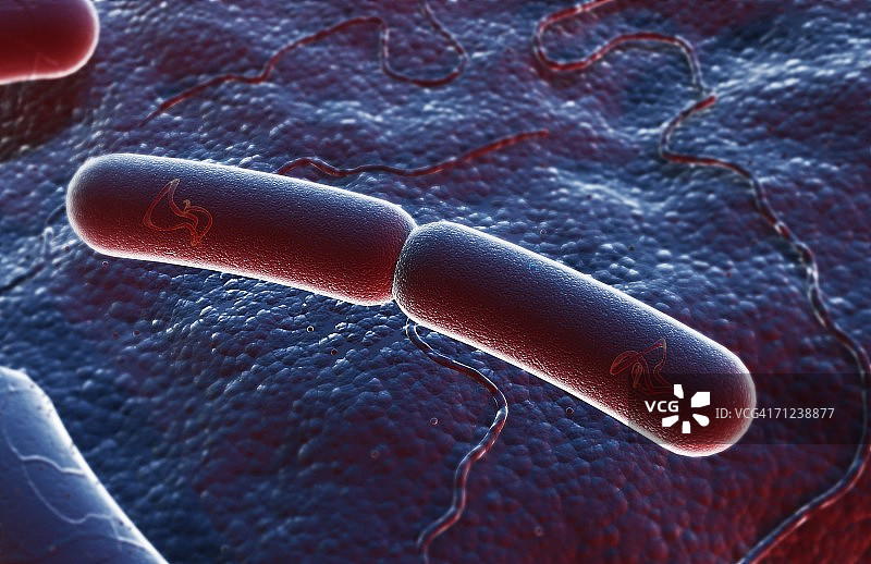 二分裂图片素材