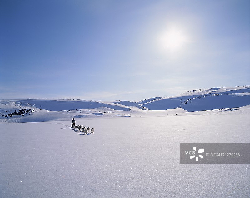 冬季景观中的狗队图片素材