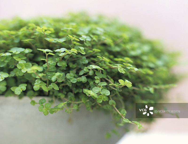 匍匐珍珠草特写图片素材