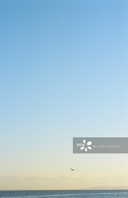 飞越施塔恩贝格湖的鸟图片素材