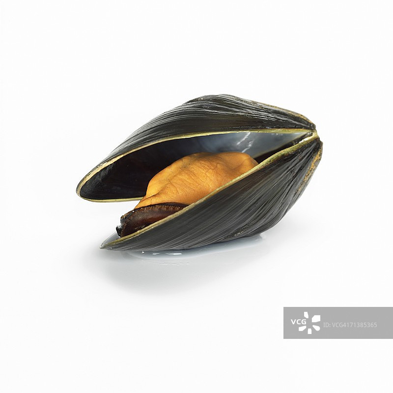 贻贝特写图片素材