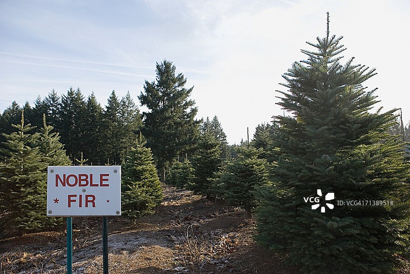 高尚冷杉种植园图片素材