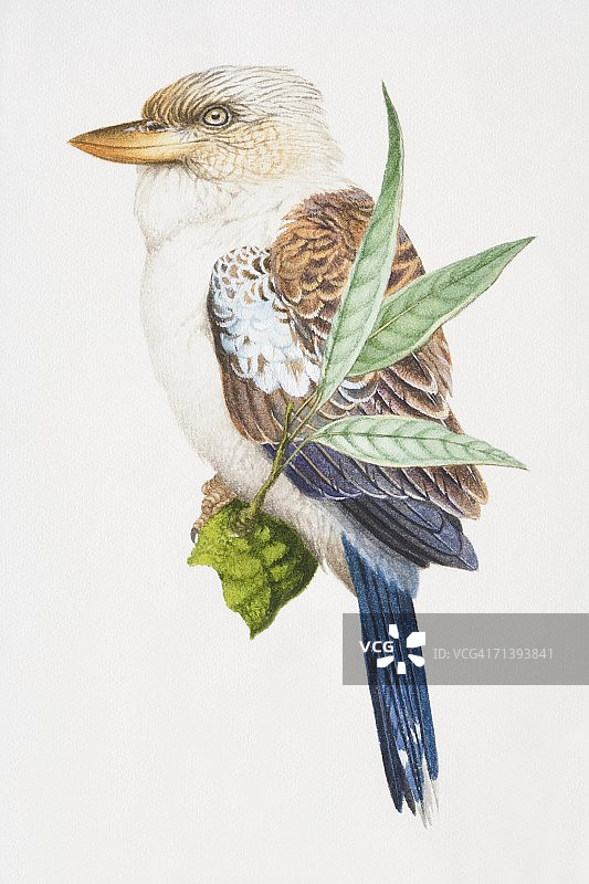 欢笑的笑翠鸟，棕白色鸟，灰色尾巴，栖息在树枝上图片素材