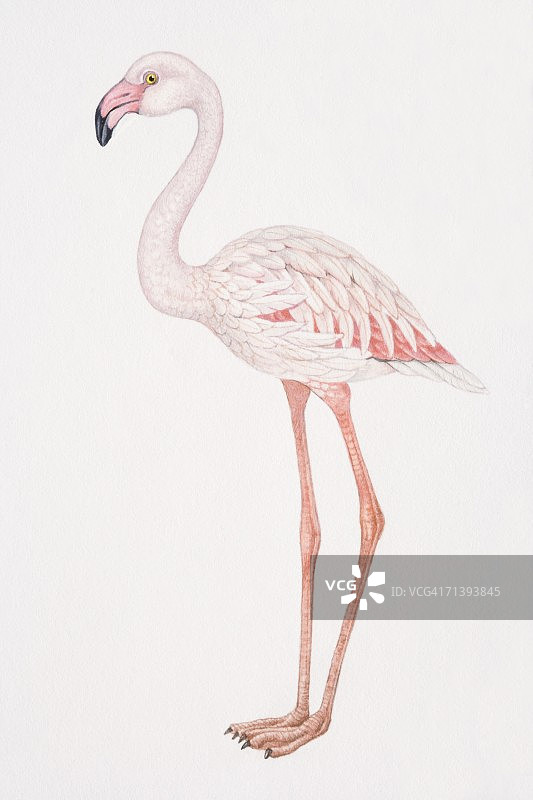 大红鹳（学名：Phoenicopterus ruber）侧视图图片素材