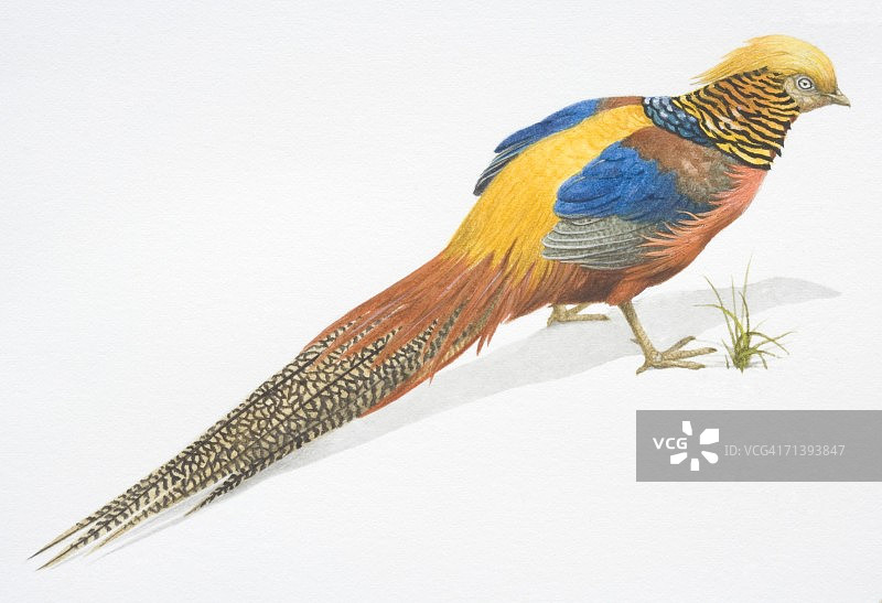 金鸡，彩色的长尾雉图片素材