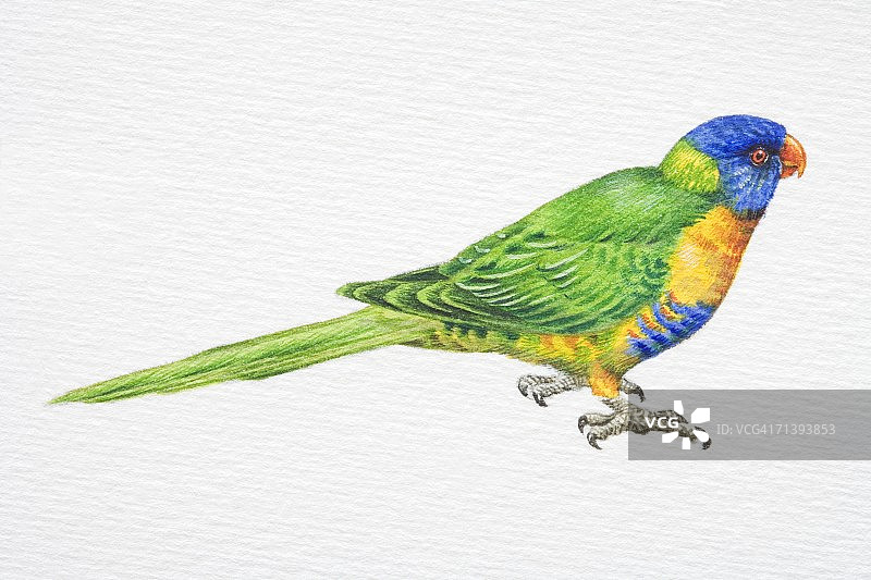 彩虹鹦鹉侧视图图片素材