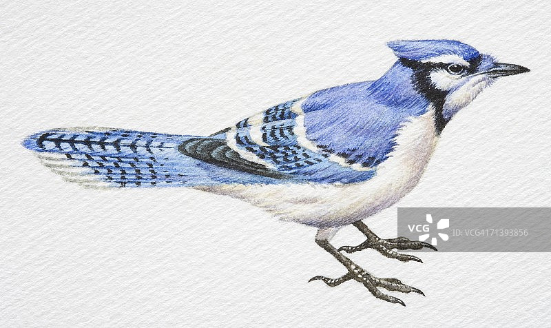 蓝松鸦，侧视图图片素材