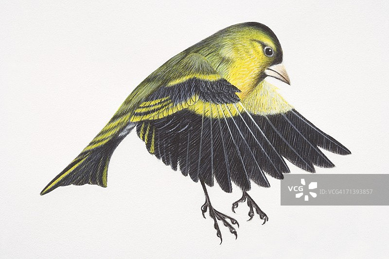 欧亚金翅雀准备降落在树枝上图片素材