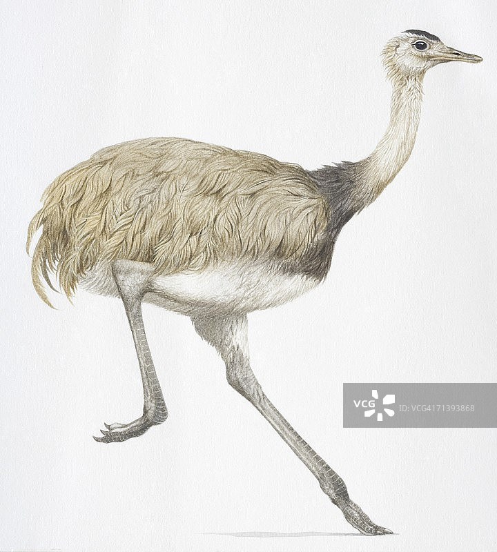 美洲鸵鸟图片素材