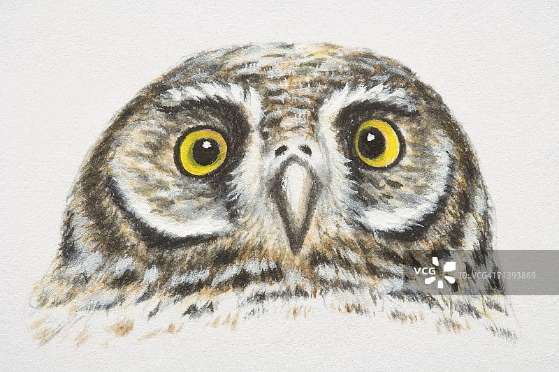 鬼鸮，正视图，头部和眼睛图片素材