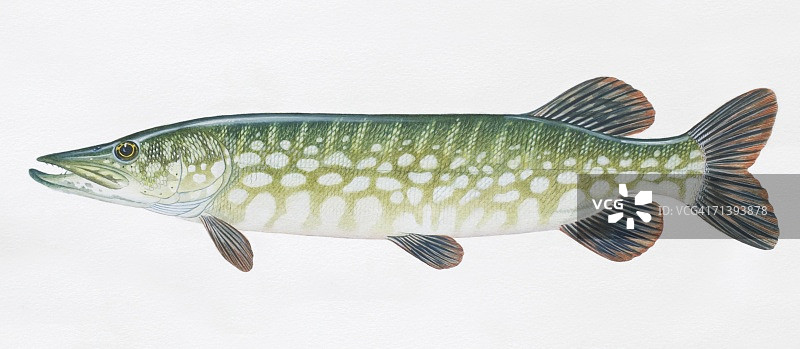 白斑狗鱼侧面图图片素材