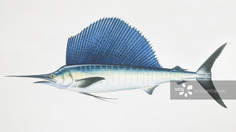 旗鱼侧面图图片素材