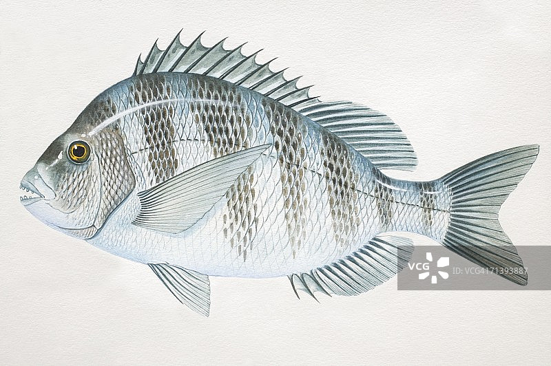 羊头鱼侧视图图片素材