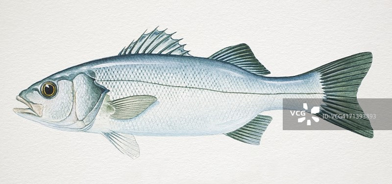 欧洲鲈鱼侧视图图片素材