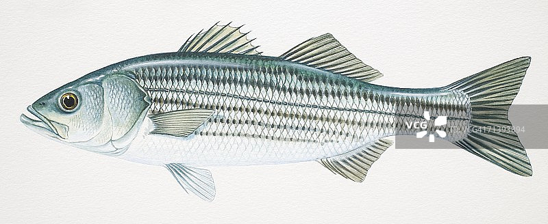 条纹鲈鱼侧视图图片素材
