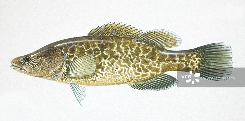 默里鳕鱼侧面图图片素材