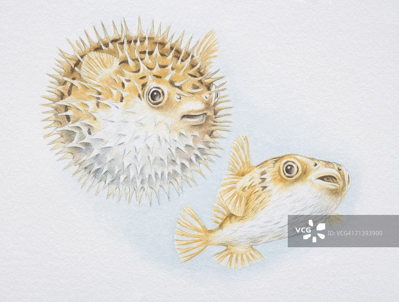 刺豚的普通状态和膨胀状态侧视图图片素材