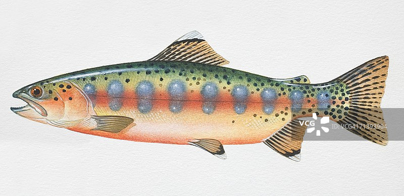 金色鳟鱼图片素材