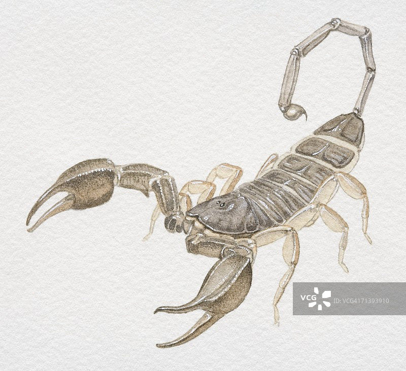 树皮蝎子，Centruroides exilicauda，正面图图片素材