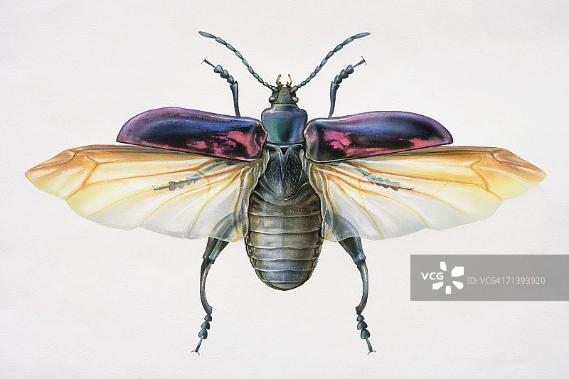 翅膀伸展开的甲虫艺术作品图片素材