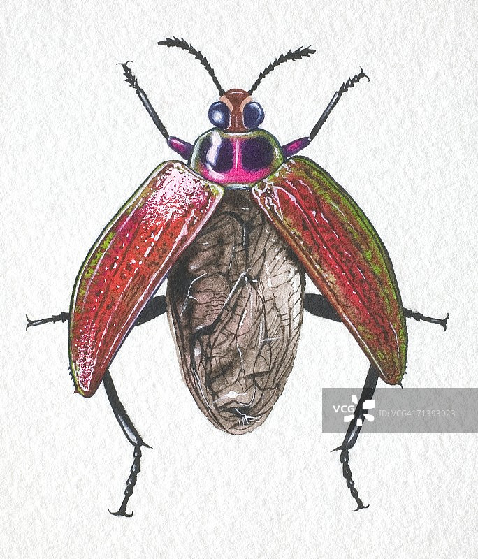 展开翅膀准备起飞的宝石蛙甲虫正面图图片素材