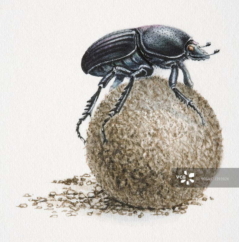 蜣螂滚粪球艺术作品图片素材