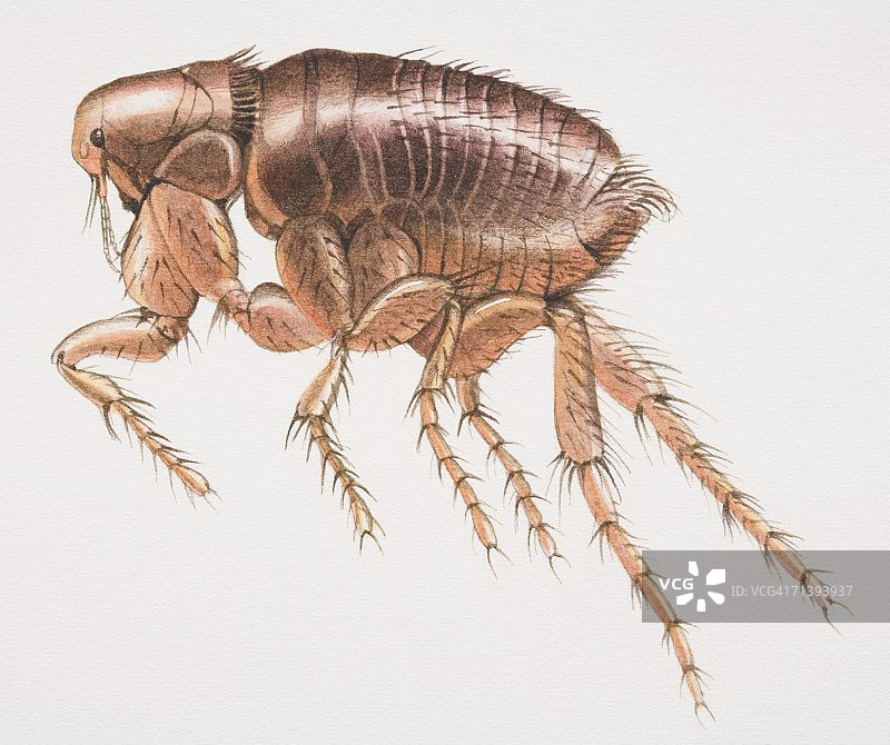兔子跳蚤，欧洲兔蚤，侧视图图片素材