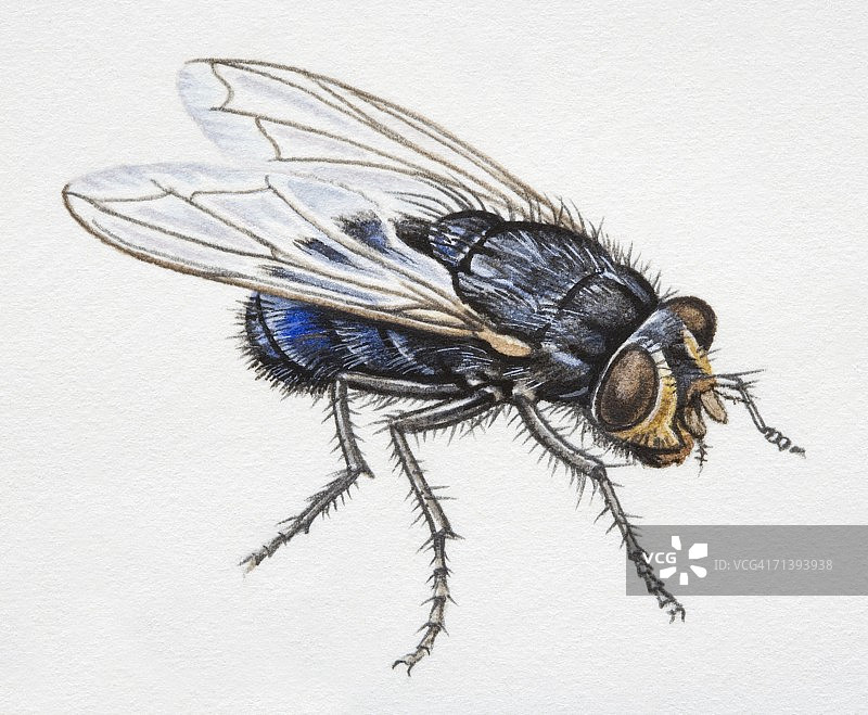 栗色食虫虻侧视图图片素材