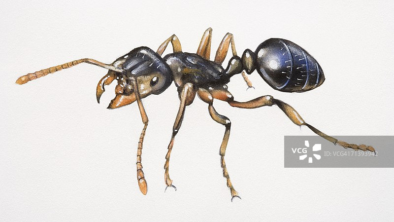 黑蚂蚁特写图片素材