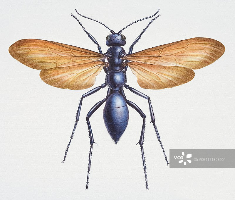 狼蛛鹰胡蜂，Pepsis heros，特写图片素材