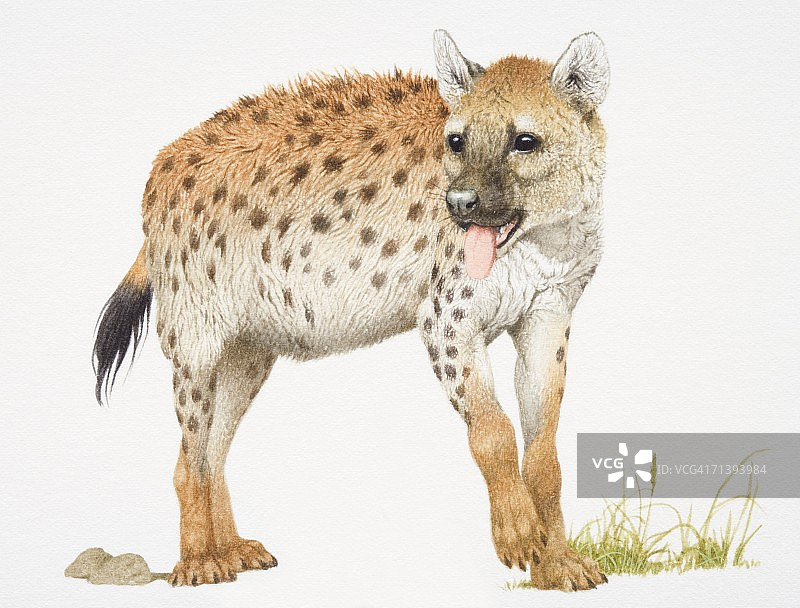 斑鬣狗正面照图片素材