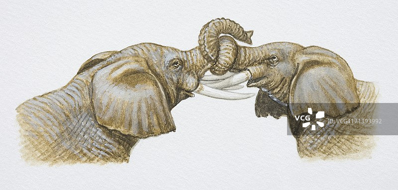 两只非洲象，非洲象，象鼻交织，侧视图图片素材