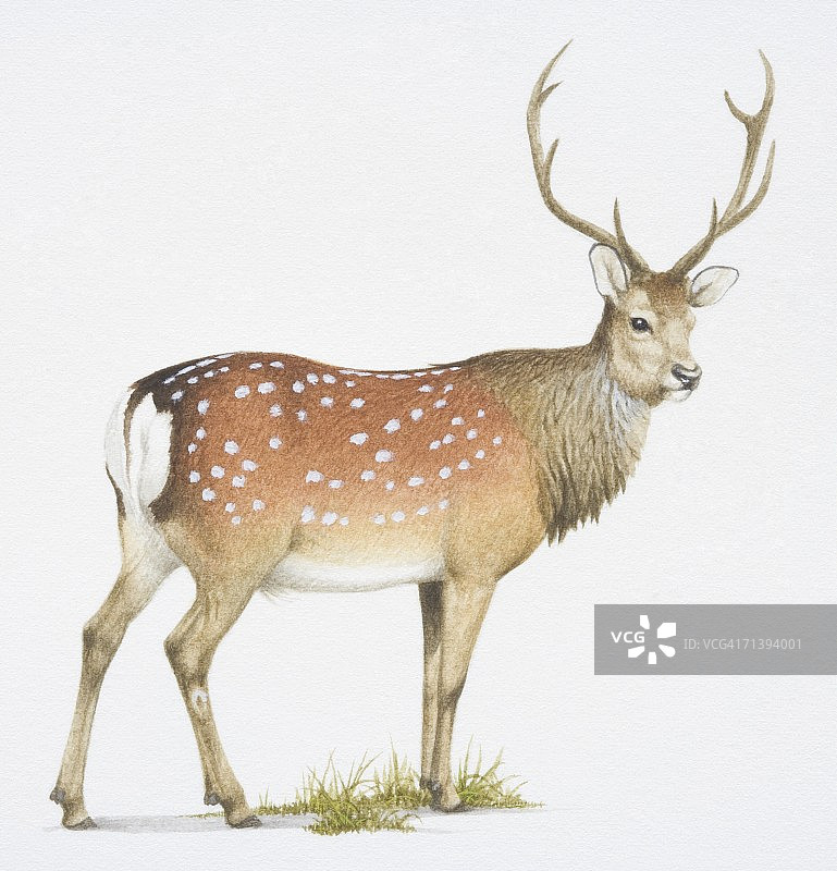 背部有白色斑点的梅花鹿图片素材