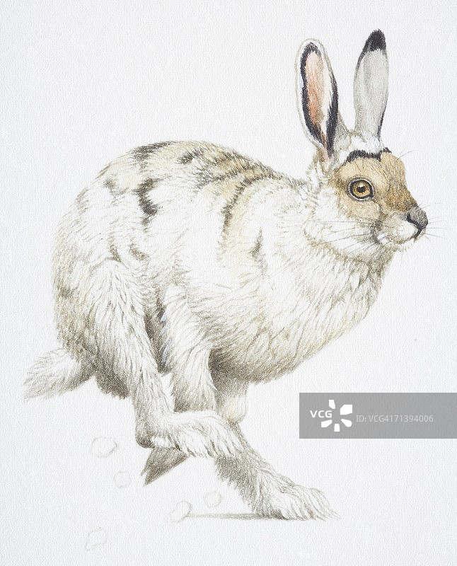 一只正在奔跑的白色北极兔图片素材