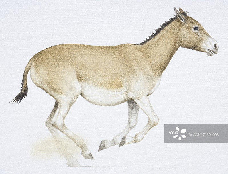 亚洲野驴图片素材