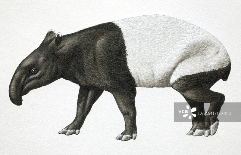 马来貘侧视图图片素材