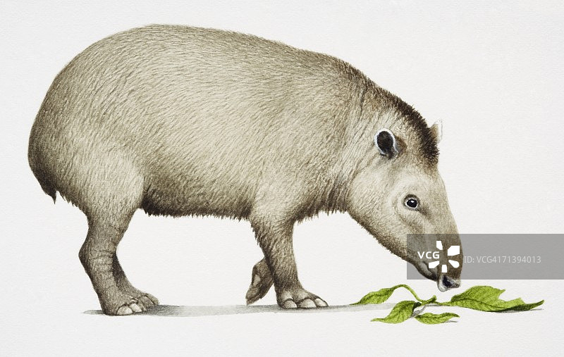 正在吃东西的南美貘图片素材